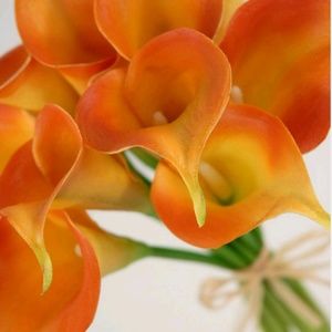 Meet your Posher, Barbie